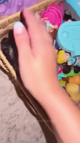 so funny!!!#cats #cute #funnycat #funny #funnyvideos