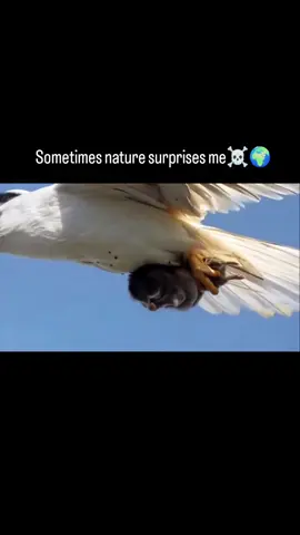 #letsmakeatiktok #nature #🖕