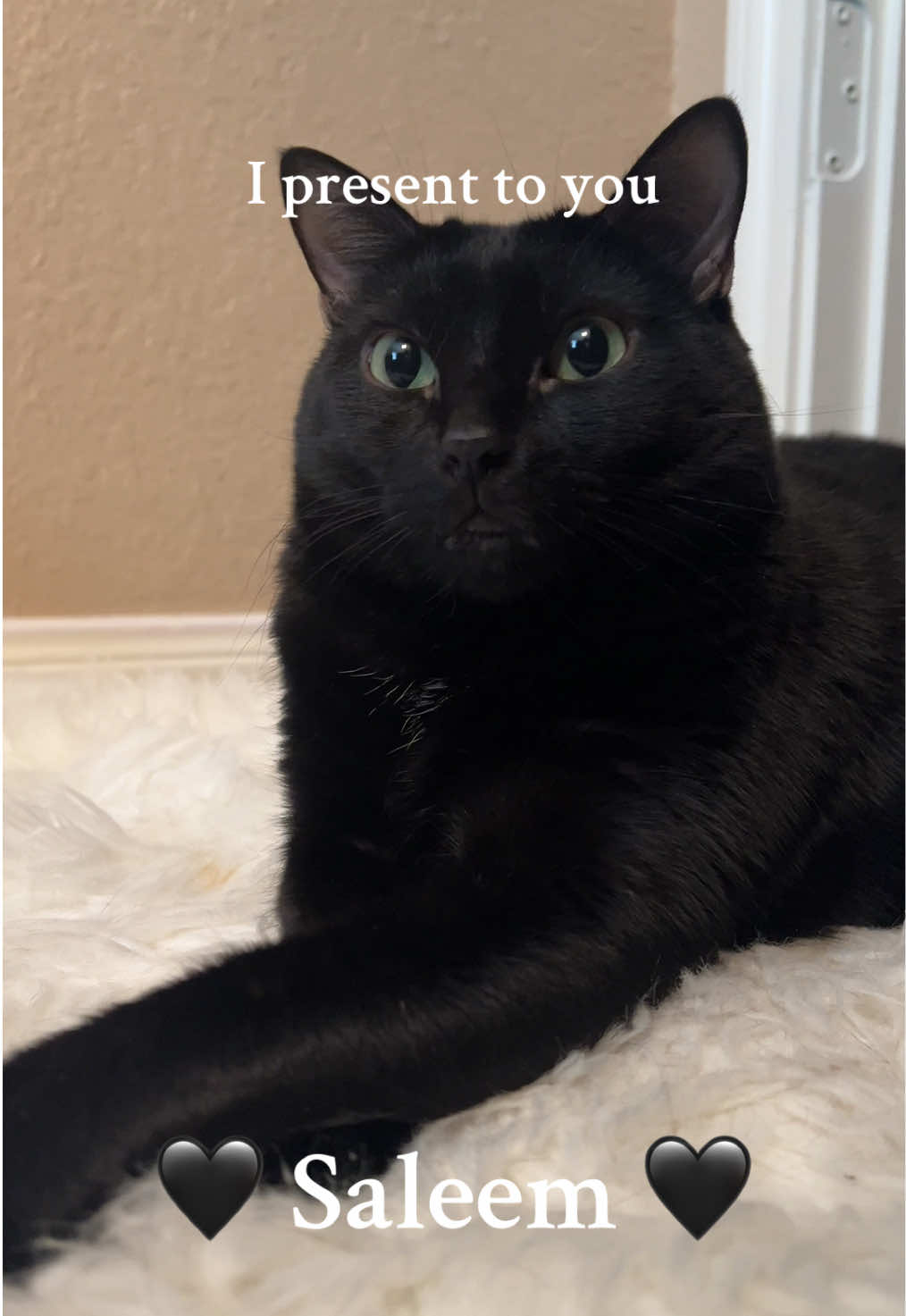 Hi, I’m Saleem. 5 years old. Full-time napper. Part-time snuggler. Professional food thief. Basically… I own this account. #blackcat #cat #cats #catlover #fyp