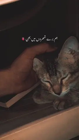 hum bare shero mein bhi tanha hein-❤️‍🩹 | Paid Repost Avalaible • #urdushayari #urdushayari #viralvideo #viralvideo kl@TikTok 