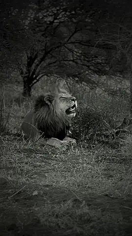 THE KING “🖤”… (by) everseensa “IG”… design gg.king.account #lion #animal #ggkingaccount #foruyou 