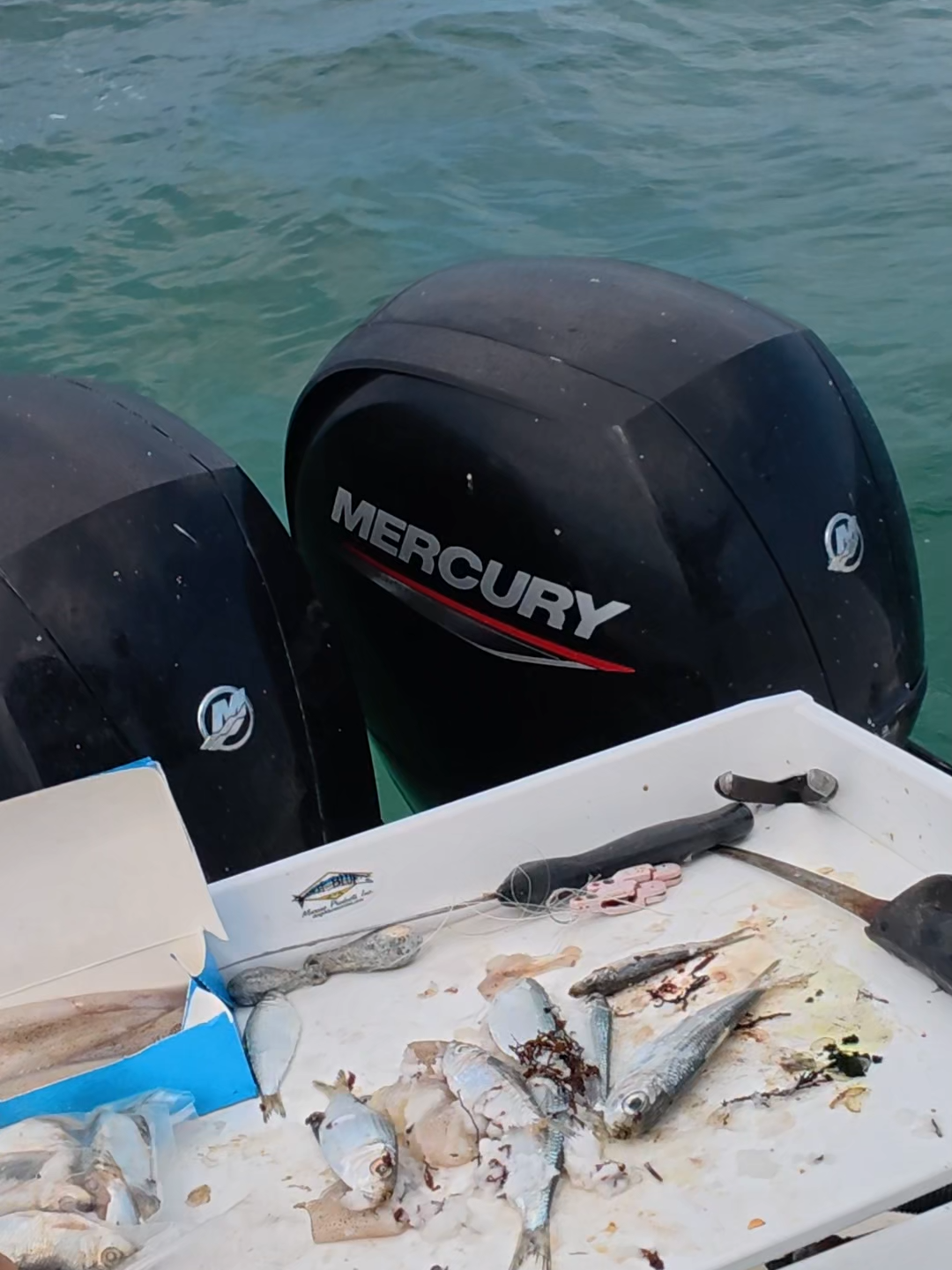Pesca de mutton Snappers en 1 minuto  @atlantisfishing @305kayakfishing @cazasalvajetv #todosobrepesca #comopescarconcarnadaviva