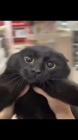 #funny #cats #viral #catsedit #funnycatvideos 
