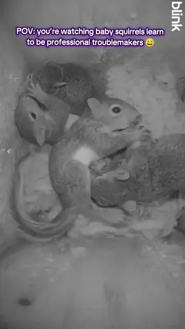 These tiny acorn gremlins are only 6 weeks old and already causing organized chaos 🐿️😂 #creatorsearchinsights #feisty #kittens #funny #babysquirrel @Blink Home Security 
