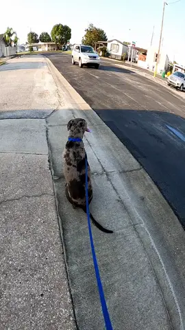 Bubs tryin' to hitch a ride 🤣 #dog #dogsoftiktok #catahoulamix #rescuedog 