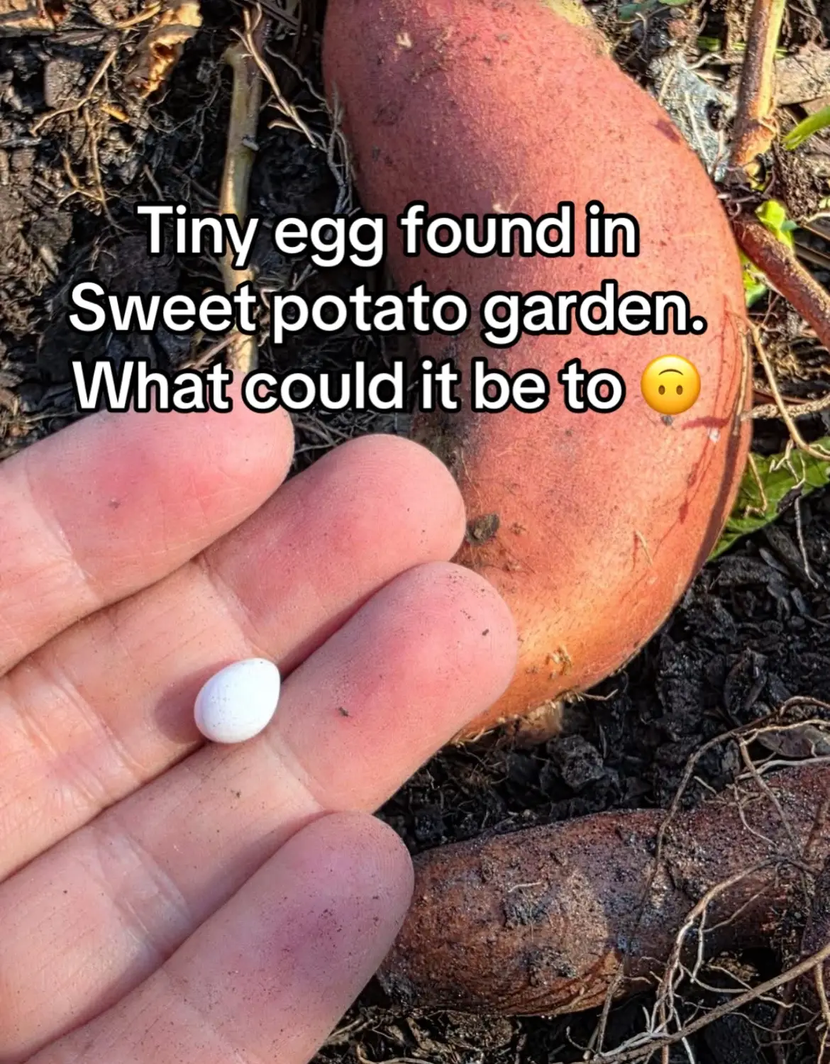 #garden #gardening 