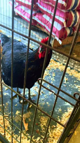 Chicken head 🐔 #chicken #hen #black #bird #chickenhead 