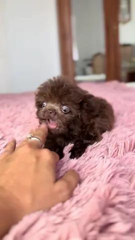 #chihuahuas #chihuahiasoftiktok #puppie #puppiesoftiktok #teacupchihuahuasoftiktok