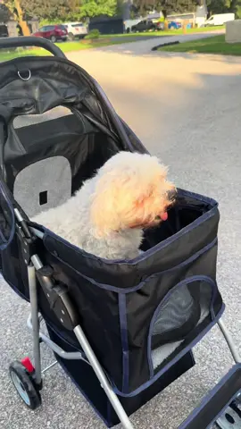 this has been his new favorite thing❤️ #dogsoftiktok #dogs #puppytiktok #dogaccessories 