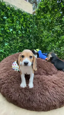 📣 ¡Atención amantes de los Beagle! 🐶✨ Tenemos cachorros disponibles: sanos, juguetones y listos para su nuevo hogar 🏡 ➡️ 💬Escríbenos para reservar el tuyo. #vilaguau #beaglesoftiktok #beaglepuppy #viral #puppylove       Síguenos en nuestro Instagram 📷@vilaguau 