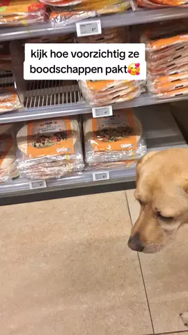 ik krijg wel eens de opmerking dat het niet hygiënisch is dat mijn assistentiehond boodschappen pakt. ze pakt hier heel voorzichtig hetgene wat ik vraag. zonder andere artikelen aan te raken. mijn vrijheid, mijn leven🥰💜 @KNGF Geleidehonden #assistentiehond #hulphond #kngfgeleidehonden #labrador #servicedog 