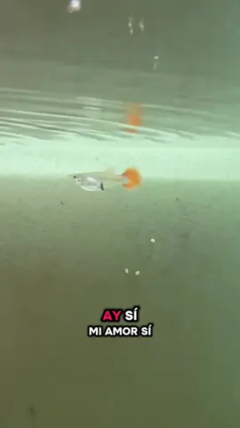 OE NO 🥺 Se puso a llorar 😭  #guppyfish 