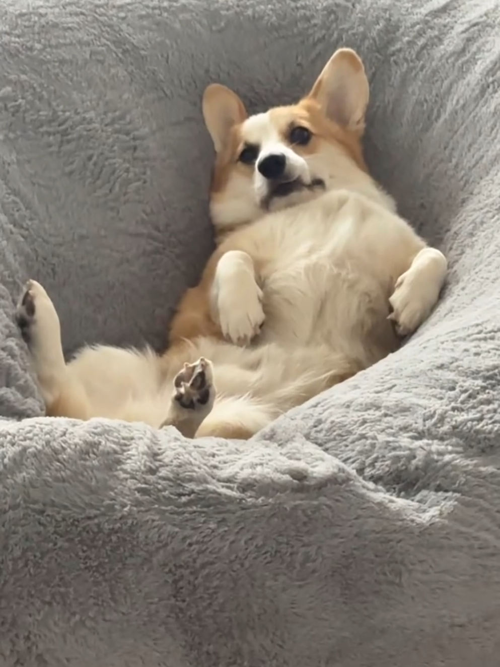 He loves his bean bag 😆 #corgi #corgiworld #corgilife #corgicommunity #dog #funnydog #funnycorgi #trending