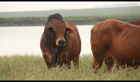 Ankole Culture #ankolecattlechallenge #bahimaculture #mpororoblessedhoney #nyabushozi❤️ #bweerabwamuntu💛 #kashagama #kyenkwanzi #leo #fyp #viral #lov