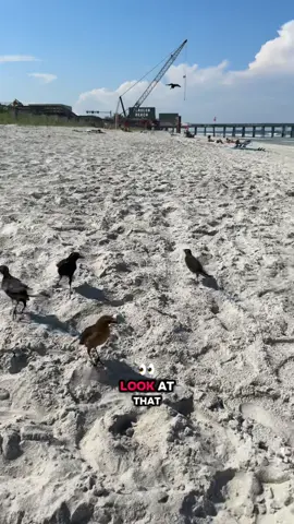 Hungry birds 🦅at the beach  #beach #birds #feedingbirds #fyp #beachlife 