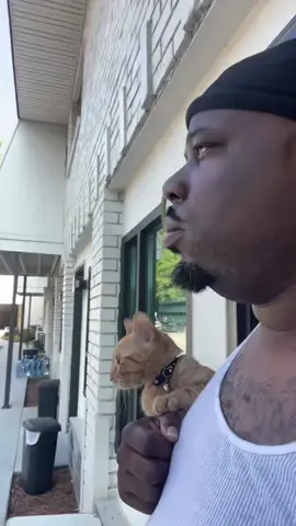 so funny!!!#cats #cute #funnycat #funny #funnyvideos