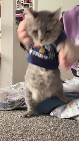 Don’t worry she is a payed actor and is treated very well (I love my cat) #mydressupdarling #catsoftiktok #funny #dressup #pokemon 