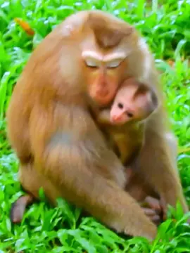 Monkeysbabby #monkeyslife #monkeysbabby #momlifevibes #ProtectiveMom 