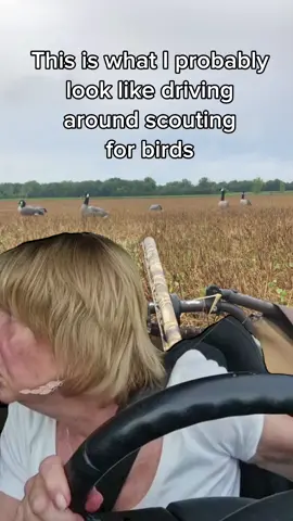 Looking for birds 