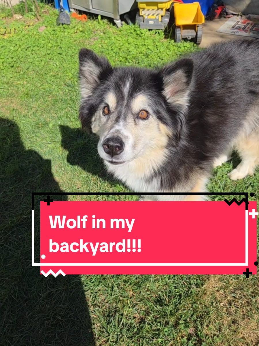 Wolf!! pet humor 🤣  #PetsOfTikTok  #pet  #wolf  #godisgood 