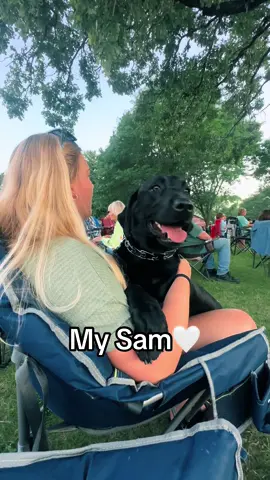 The best things on this earth are dogs #dogsoftiktok #labrador #fyp #dogpeople #xycba 