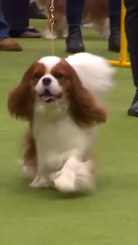 Originally a favorite of King Charles II, the Cavalier King Charles Spaniel combines lapdog charm with surprising athleticism. Whether in an apartment or home with a yard, their adaptable temperament, affectionate personality, and moderate exercise needs make them the perfect companion for almost any lifestyle.