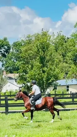WE GOT OUR FIRST TRUE CANTER UNDER SADDLE TODAY !! I definitely could of went longer but didn’t want to be greedy about it 🥹 #standardbred #standardbredsoftikok #standardbredracehorse #cantering #baygelding 