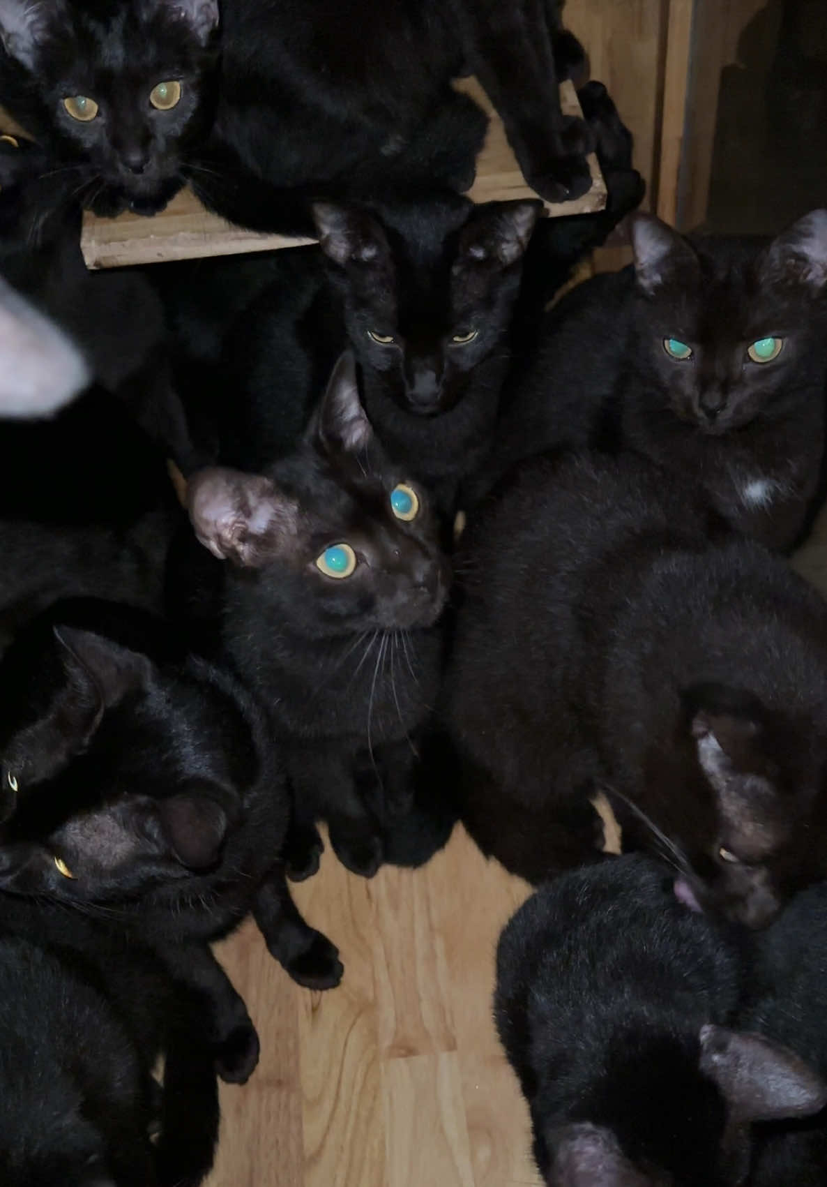 #cat #blackcats #catsoftiktok #fyp 