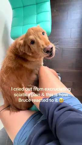 Tell my doc I need a higher dose of Bruce twerks  #goldenretriever #dance #dogsoftiktok #cutedog 
