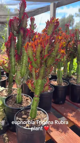 Back in stock these are stunning succulents that are known as african milk tree ! #succulents #cacti #plants 