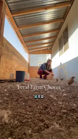 Evening feral farm for your viewings 🦅 #looksfadehumorisforever #feralfarm #farmchores #fyp #christinakay 