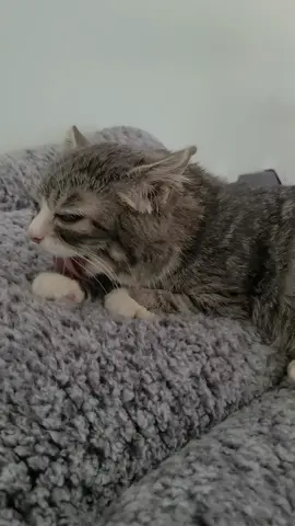 Winky's surgery went well!