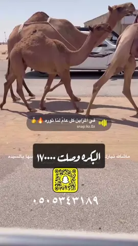 #الابل_عطايا_الله_عشاق_البداوة_🐪😍اكسبلور #الابل_عظام_المال_ #الرياض_جده_مكه_الدمام_المدينه_الشمال #حفرنا_اكسبلوووووورexplore #السعودية🇸🇦 