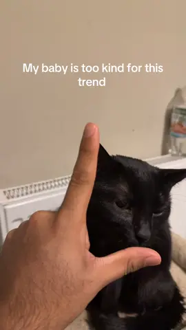 Ignore the Star Trek at the end I didn’t know how to do the E 🤣🤣😭😭 #fyp #cat #trend #pets #explore 