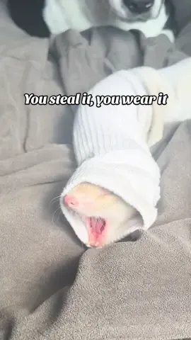 The sock getting unintentionally dragged to the dishwasher😭