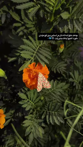 چەند خۆشە لە ناوەراستی بێ ئومێدی خودا هیوایەک بنێرێت 🩵🥹#الحمدالله_علی_کل_حال❤ #alhamdulileh #الحمدلله_دائماً_وابداً❤️ 