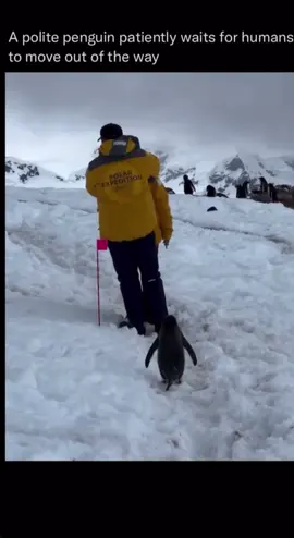 Penguin has better manners than most people 😂👇 #fyp #viral #penguin #cuteanimals #wholesome