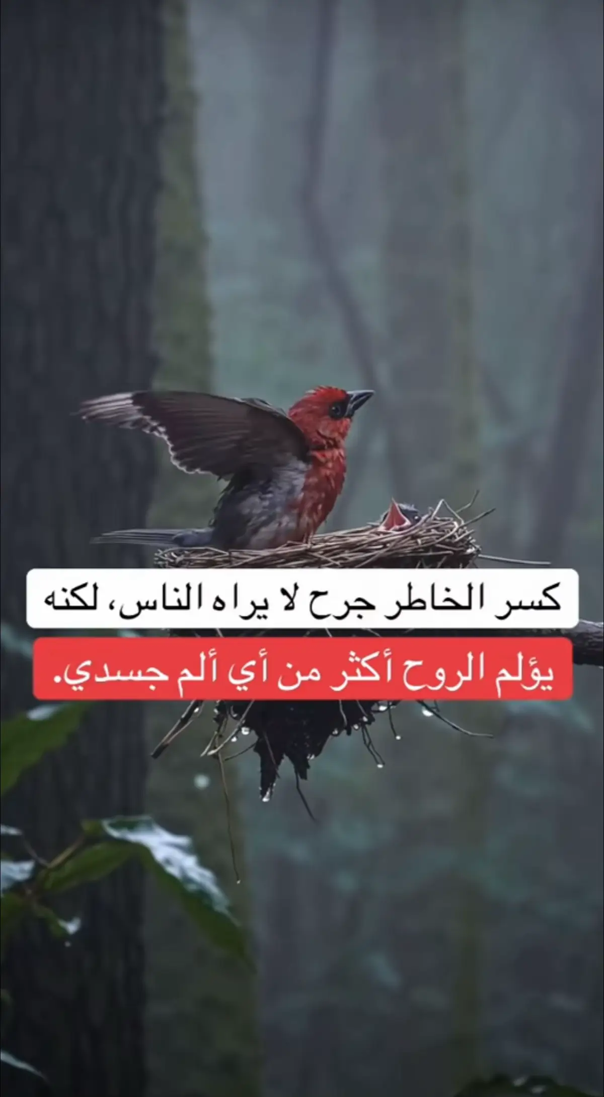 #اقتباسات_عبارات_خواطر🖤🦋❤️ #عبارات_جميلة_وقويه😉🖤 #عبارات_حزينه💔 #ذي_قار #قضاءالشطرة🌹💔 