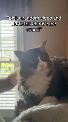 i miss my baby :( (im at college rn) #cat #cats #pet #kitty #meow 