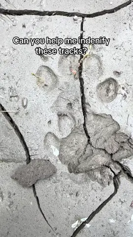 #wolves #wolf #wolftracks #wildlife #montana 