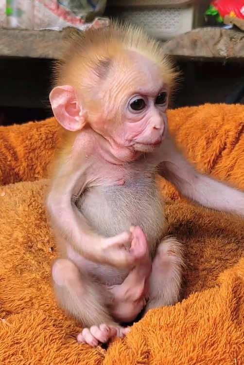 #monkey ##monkeydluffy #monkeys #monkeybaby #babymonkey 