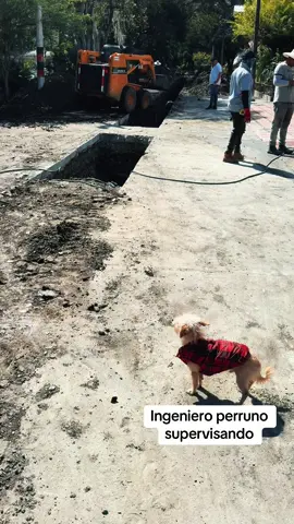 #perroobrero #perrostiktokers #rigolo #pet #petlover 