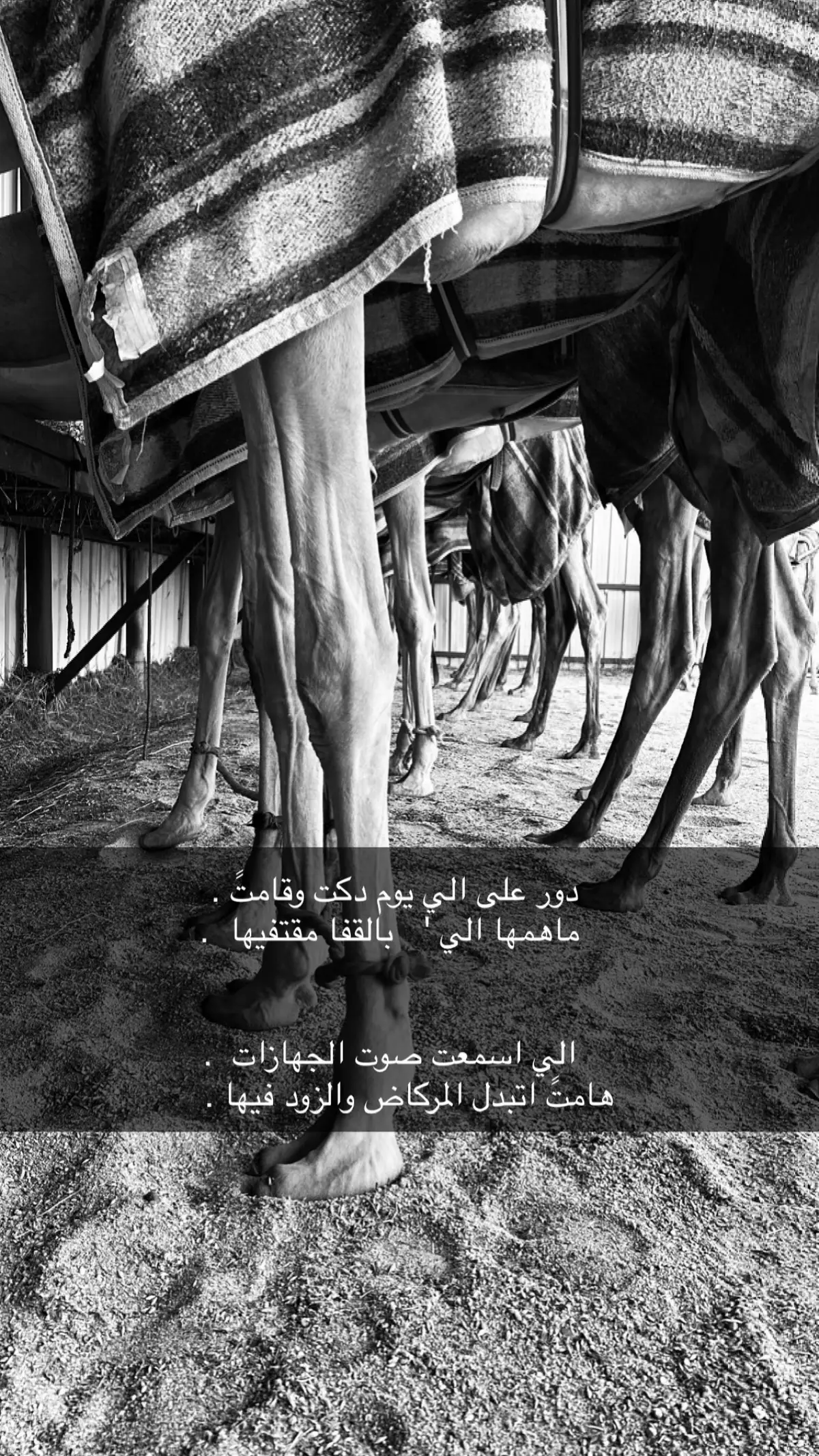 لايييييييكات@فووووولووو@اكسسسسسبلوور@اعادة-نشر@الهجن العربيه الاصيله@هجن الشحانيه#هجن الرياسه#هجن العاصفه#هجن السعوديه#هجن البحرين#👍🏼.