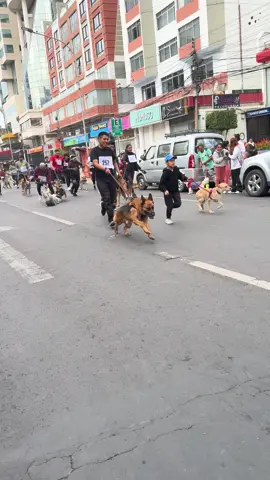 Aconsejarle a los organizadores q para la próxima los perritos 🐶 grandes de ultimo partir ? Estaba bonito pero ubo percances #cochabamba_bolivia🇧🇴 perroton#koko #