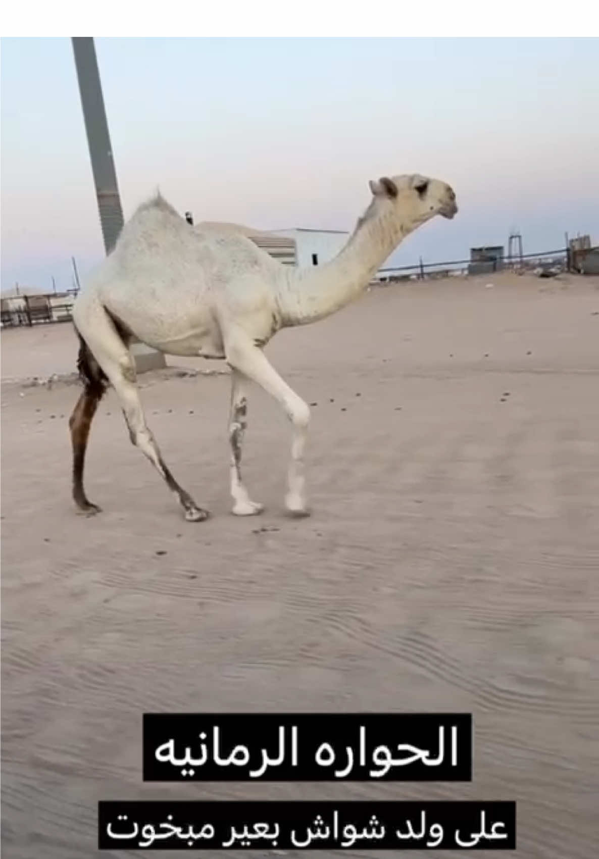 #القمه #الدوادمي #سوق_الدوادمي_للأبل #اكسبلورexplore 