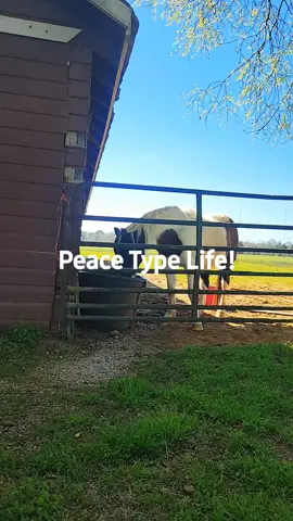 Just Showing Up #Foryou #fyp #peace #silverfox #urbancowboy 