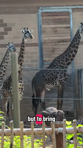 Come visit me at the zoo ! #foryoupage #foryou #fyp #animals #zoo 