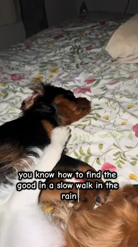 Luna was in REM sleep so Cooper put his arm around her. So sweet 🥹 if you’ve ever had a dog you’ll know how whole they make you ❤️ #cavalierkingcharles #dogsoftiktok #dogparents #brothersisterlove #furbaby 