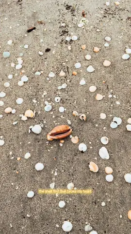 she’s not whole but still such a sick find. storm swells have washed up the coolest shells this week  #beachfinds #cowrieshells #BeachTok #shelling #rareshells 