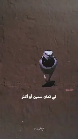 #قلبي اللي ما بعد ذاق#تصميمي #إكسبلوررررررر_explore 